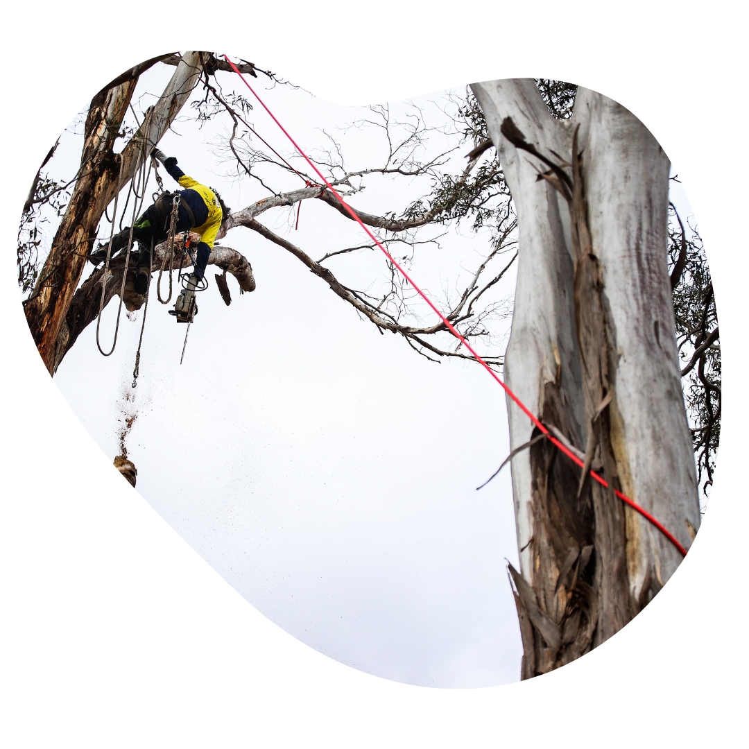 image presents Tree Pruning Melbourne