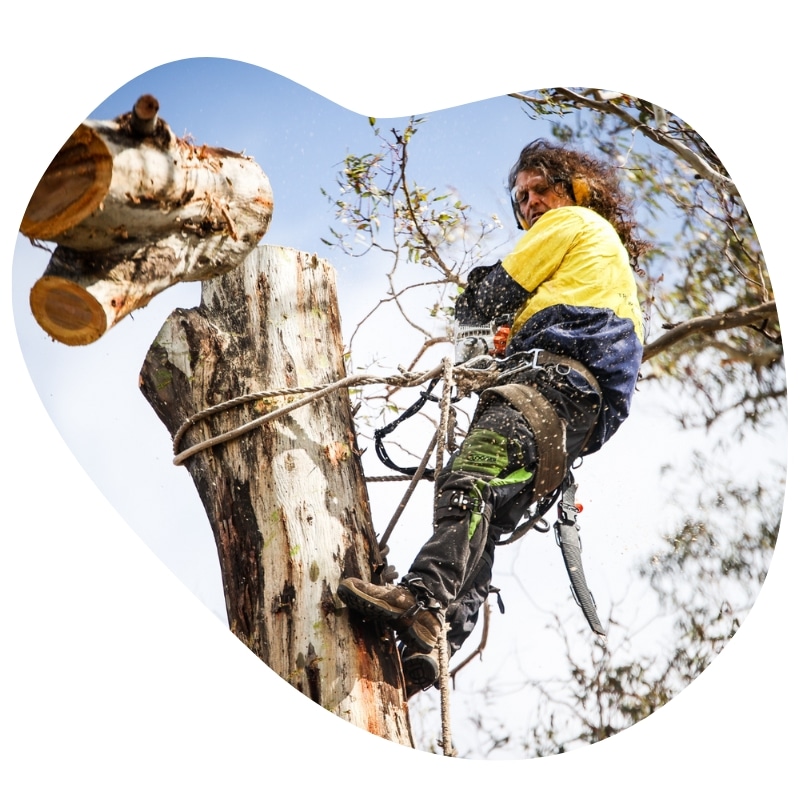 Trusted tree service removal expert in action, cutting branches from a tall tree while safely harnessed and using a chainsaw.