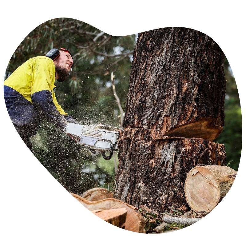 A man using a chainsaw to cut down a tree.
