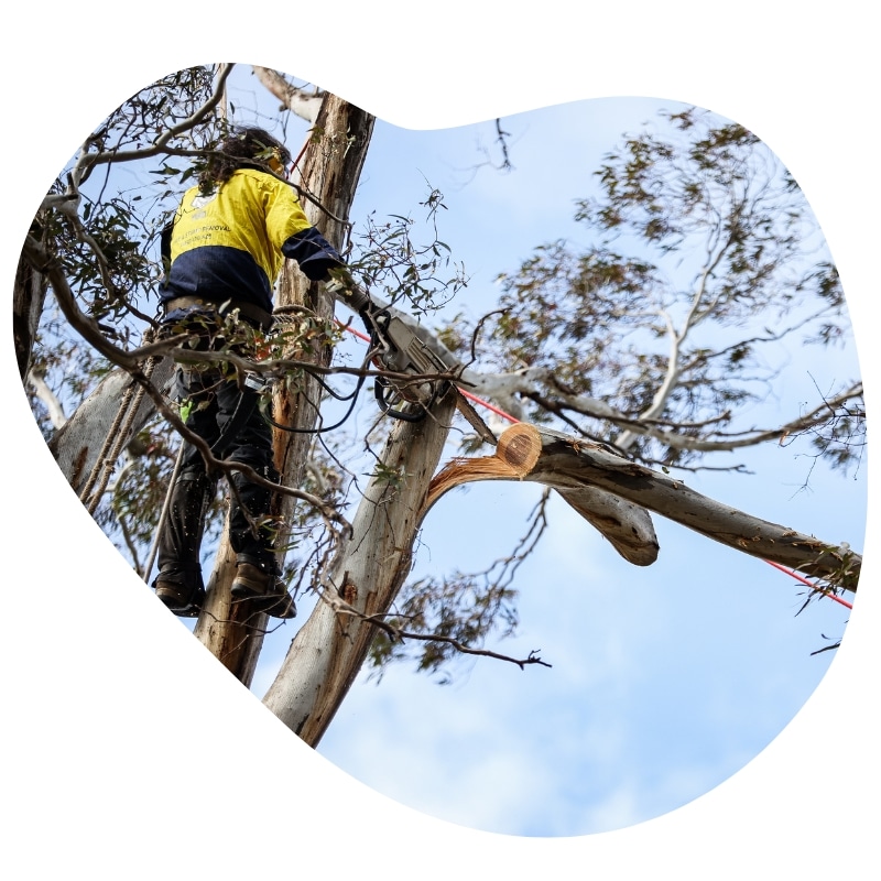 in yellow jacket cutting down tree safely. Professional Tree Services in Melbourne.