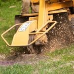 A man using a tree stump grinder to remove a large tree stump. These tree stump grindings are the process used to remove unwanted tree stumps from a property.