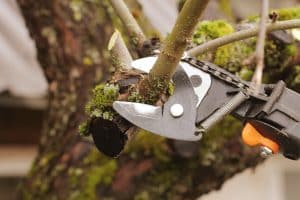 Close-up of pruning shears cutting a tree branch. Tree removal permits are typically not required for pruning branches, but may be needed for removing large sections of a tree.