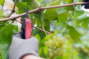 A person wearing gloves carefully cuts a branch of grapes from a vine with pruning shears. This is an example of minimal pruning, which involves removing just a few grapes to encourage healthier growth.