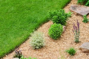 Wood chip mulch lining a garden path next to a lawn. Wood chip mulching suppresses weeds and retains moisture.