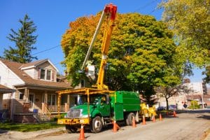 Considering council tree removal for a tree that could be saved with trimming.