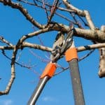 Handheld pruning shears carefully trimming a tree branch, showcasing proper technique for healthy growth and shaping through different pruning methods.
