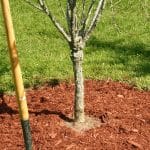 A pile of wood chips for wood chip mulching next to a tree. Wood chip mulching helps retain moisture in the soil and suppress weeds.