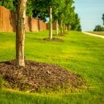 Grassy field with a row of trees, demonstrating the benefits of mulching.