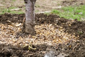 Tree base surrounded by a layer of wood mulch. This depicts the benefits of mulching in terms of retaining moisture in the soil, suppressing weeds, and regulating soil temperature.