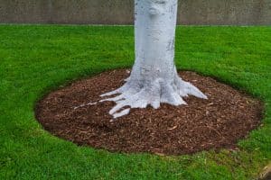 A white tree with wood chip mulch around its base. Wood chip mulching helps retain moisture in the soil, suppress weeds, and improve the aesthetics of landscaping.