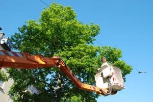 A man in a crane trimming a large tree with a chainsaw, depicting the best time to trim fruit trees.