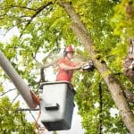 A professional arborist with safety gear holding a chainsaw to trim a tree branch, highlighting the best time to trim fruit trees for optimal health.