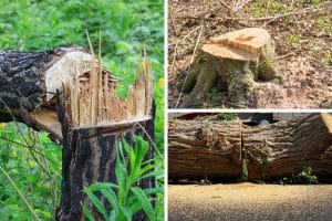 Series of images depicting the cutting down of a tree. Obtaining a tree removal permit may be required before cutting down a tree.