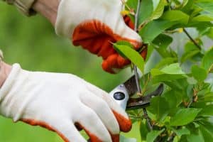 Person wearing gloves using a pruning saw to carefully cut a tree branch. Demonstrates various different pruning techniques for tree care.