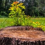 Image of a freshly cut tree stump in a grassy field, with vibrant green and yellow leaves sprouting from the surrounding ground, illustrating the potential for new growth. The background features a dense forest, emphasizing the natural setting. This scene is perfect for addressing the question: Can You Plant A Tree After Stump Grinding?