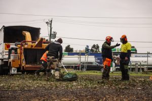 Workers in safety gear, including helmets and ear protection, use a wood chipper to process branches and other tree debris as part of tree debris disposal. One worker rakes the debris while two others converse. The background includes a fenced area and industrial equipment.