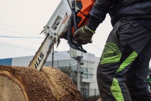 Close-up of an arborist wearing protective gear, using a chainsaw to perform winter tree removal, cutting through a large tree trunk.