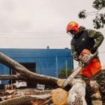 Professional arborist performing winter tree removal with a chainsaw, wearing protective gear including an orange helmet and earmuffs.