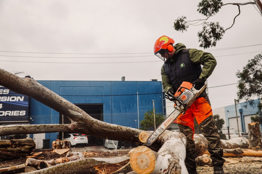 Professional arborist performing winter tree removal with a chainsaw, wearing protective gear including an orange helmet and earmuffs.
