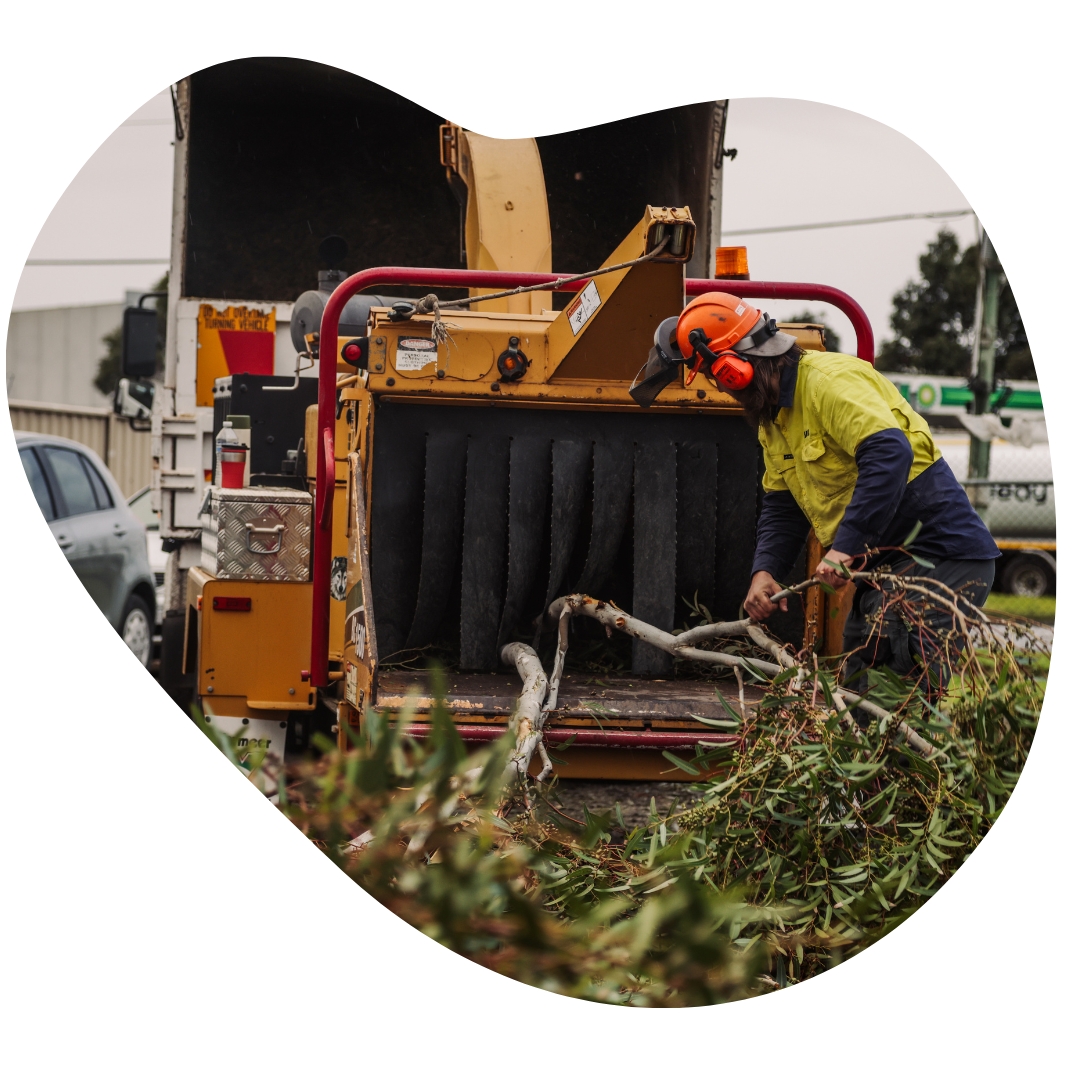 A man in a safety helmet operating a wood chipper for Wood Chipping Service in Melbourne.