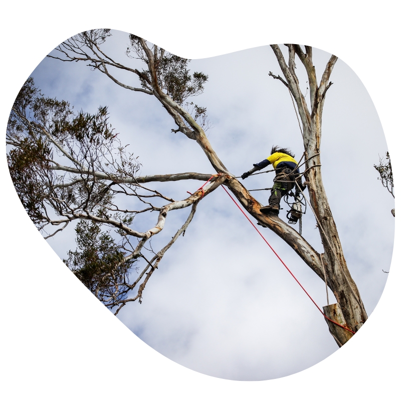 A professional arborist from a trusted tree trimming company wearing safety gear climbs a tree with a chainsaw for high-quality tree rimming services.