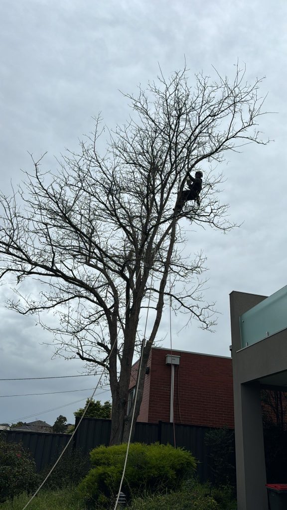 Image presents Tree Pruning of Robinia in Avondale Heights