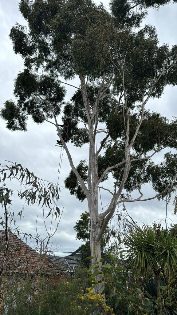 Image presents Tree Pruning in Glenroy