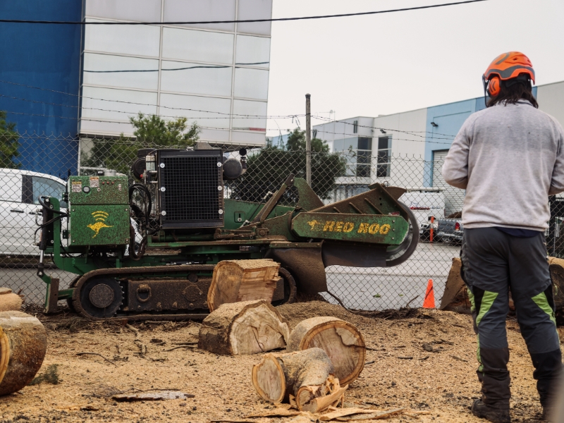 A worker is using a large machine to grind a tree stump, while wearing protective gear. The image demonstrates the process of grinding a tree stump.