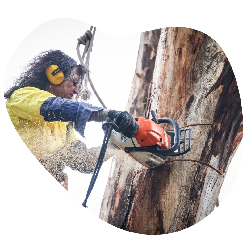 image presents Tree Removal Albanvale