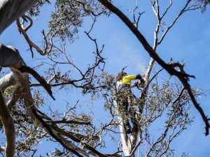 Tree specialist performing trimming of trees with chainsaw on a branch surrounded by foliage under blue skies.