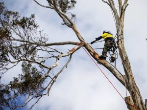 Worker using chainsaw for trimming of trees high on a tall branch against a cloudy sky.