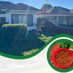 House with well-trimmed bushes, focusing on a red bucket filled with mulch, used to mulch bushes effectively.