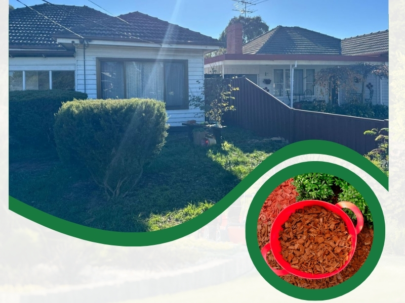 House with well-trimmed bushes, focusing on a red bucket filled with mulch, used to mulch bushes effectively.