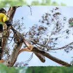 Chainsaw cutting through a large branch during trimming of trees in a controlled manner by a professional worker.
