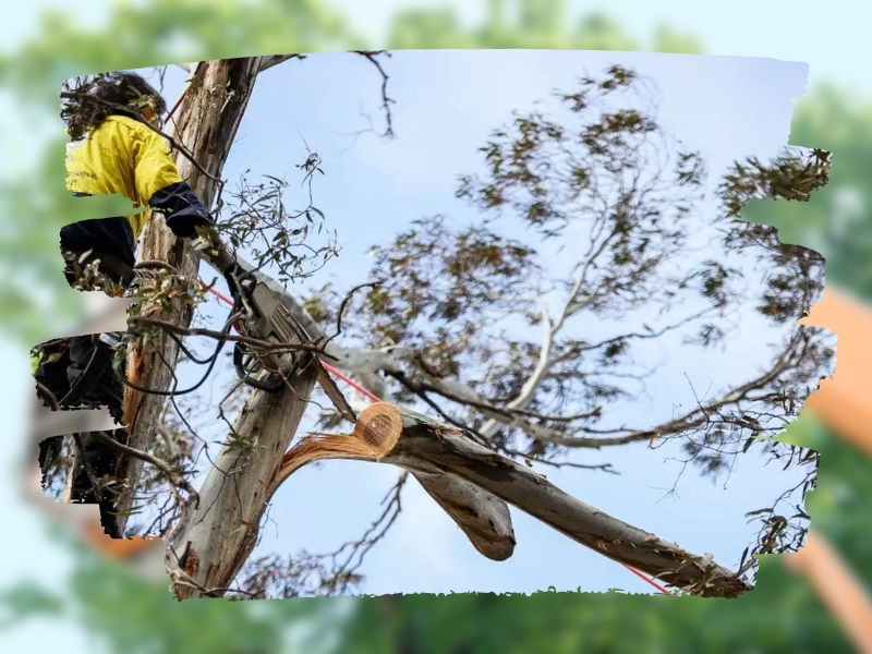 Chainsaw cutting through a large branch during trimming of trees in a controlled manner by a professional worker.