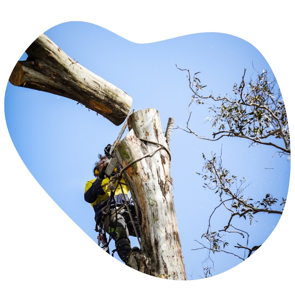 A skilled tree lopper in safety gear expertly uses a chainsaw to trim a large eucalyptus tree, showcasing comprehensive tree lopping services.