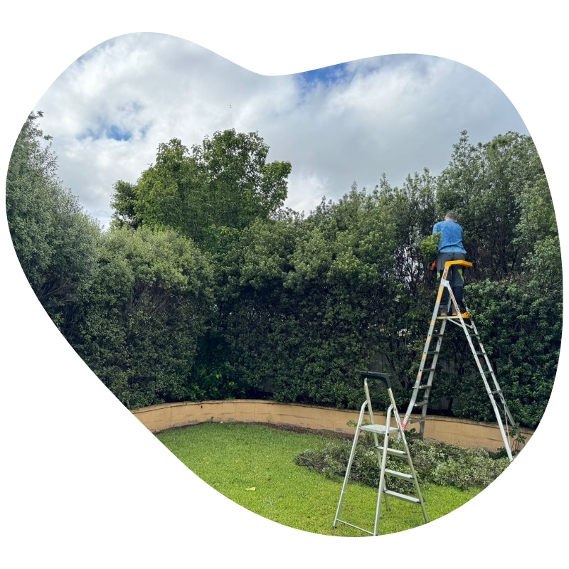 A professional tree trimmer carefully works on a ladder, expertly trimming lush green bushes in a beautifully landscaped garden.