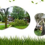 Hazardous tree poses a risk to pedestrians on a busy footpath.