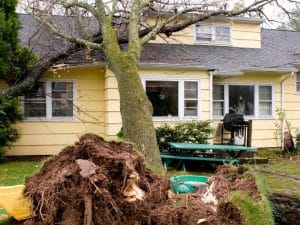 a hazardous tree leaning towards a house after being uprooted