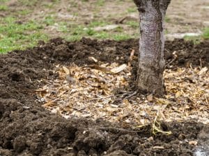 Mulch around trees with wood chips spread to suppress weeds and maintain soil moisture around the tree trunk.