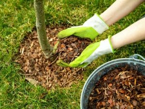 Person applying mulch around trees with gloves, ensuring proper coverage to promote healthy growth and root protection.