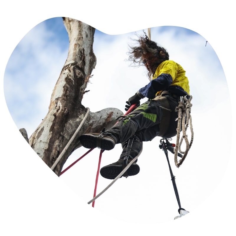 Tree pruner in safety gear using ropes to trim a large tree, ensuring precision and care during the process.