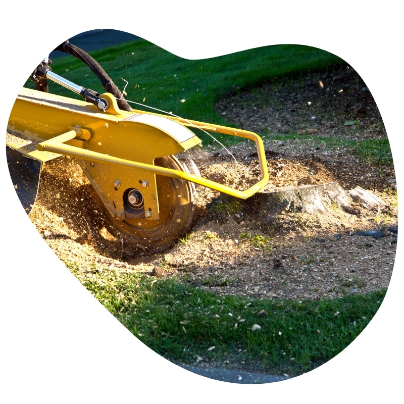 Top-rated stump grinding company using a yellow grinder machine to remove a tree stump on a lawn