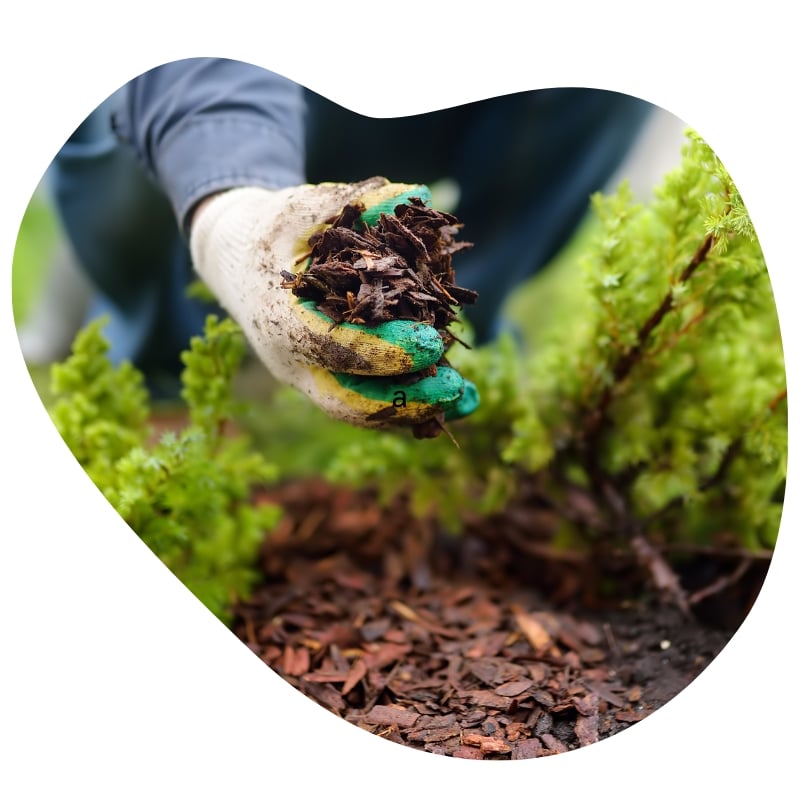 Person wearing gloves applying mulch around plants, showcasing professional tree mulching services in Melbourne to enhance soil health