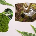 a over trimmed tree being trimmed by trimming tool