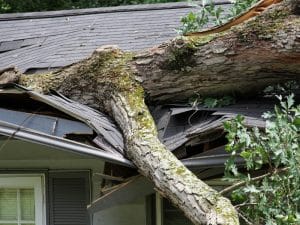 a hazardous tree falling on top of the roof resulting to a big damage