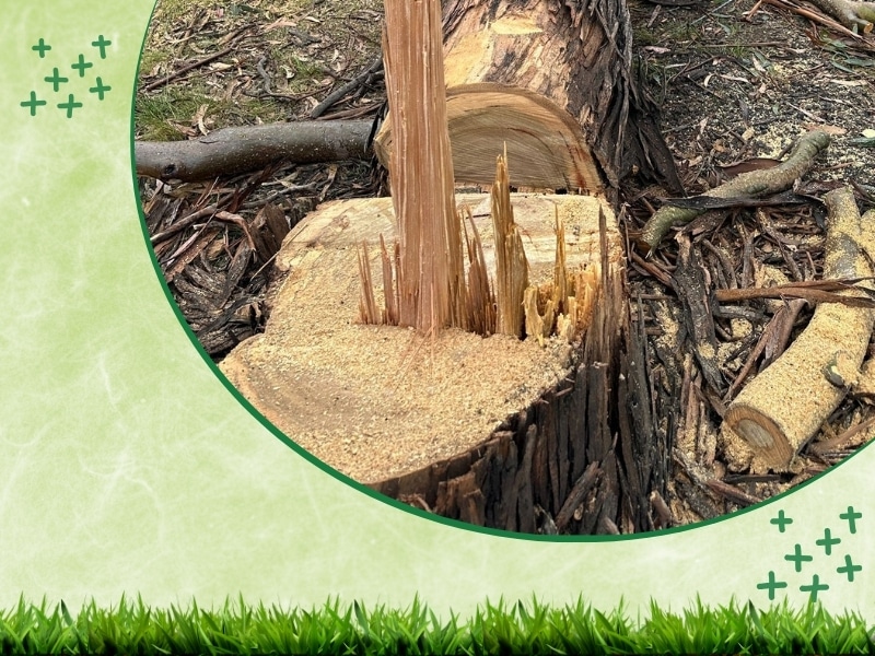 Close-up image illustrates when is the best time to grind a stump after it’s freshly cut.