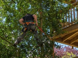 a man climbing on a overtrimmed tree