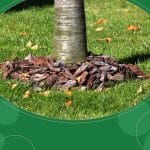 Mulch around trees to retain moisture and protect roots, with bark chips neatly surrounding the tree base.