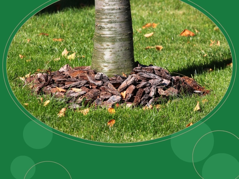 Mulch around trees to retain moisture and protect roots, with bark chips neatly surrounding the tree base.